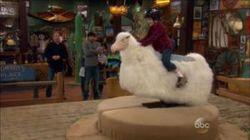 Mutton Busting Mutton Busting