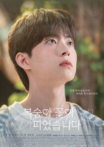 Peach Trap Peach Trap