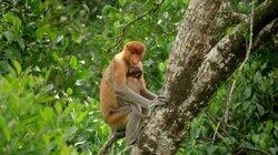 Borneo Borneo