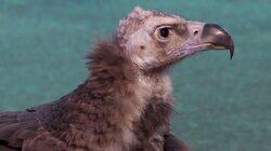 Watch Like a Hawk! Watch Like a Hawk!