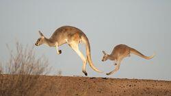 Kangaroo Tales Kangaroo Tales