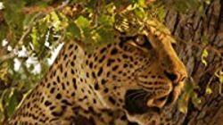 The Hungry Leopard The Hungry Leopard
