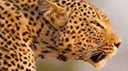 A Leopard's Last Stand A Leopard's Last Stand