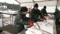 Kings of Alaska Kings of Alaska