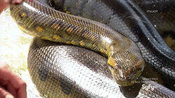 Serpent Soldiers Serpent Soldiers