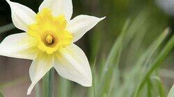 The Daffodil Way The Daffodil Way