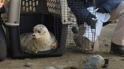 Alaskan Seal Rescue Alaskan Seal Rescue