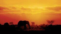 The Elephant and the Termite The Elephant and the Termite