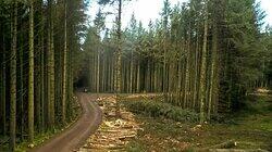 Kielder Forest Kielder Forest