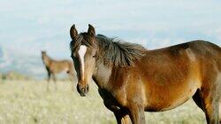 American Horses American Horses
