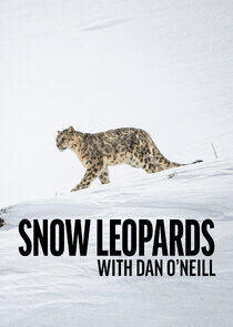 Snow Leopards with Dan O'Neill