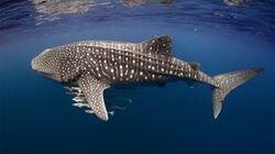 Wild Indian Ocean Wild Indian Ocean