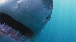 Why Sharks Attack Why Sharks Attack