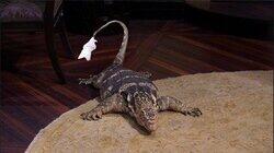 101 Lizards 101 Lizards