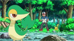 Snivy Plays Hard to Catch! Snivy Plays Hard to Catch!