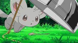 Minccino—Neat and Tidy! Minccino—Neat and Tidy!
