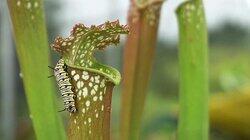 Why These Bugs Live Inside Plants That Eat Them