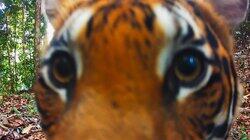 Tigers Tigers