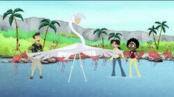 Mystery of the Flamingo's Pink Mystery of the Flamingo's Pink