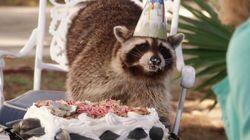 Wet Raccoon Wet Raccoon