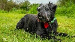 Driffield Beck, East Yorkshire – Brown Trout Driffield Beck, East Yorkshire – Brown Trout