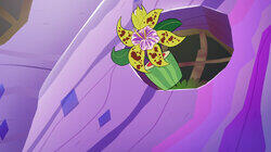 Zaina's Tiger Orchid Zaina's Tiger Orchid