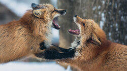 Forest Fights Forest Fights