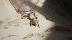 A Venomous Adventure, Pt. 2 A Venomous Adventure, Pt. 2