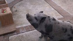 Pot-Bellied Pig Palace Pot-Bellied Pig Palace