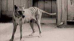 Secrets of the Tasmanian Tiger Secrets of the Tasmanian Tiger