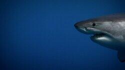 Secrets of the Killer Mega Shark Secrets of the Killer Mega Shark