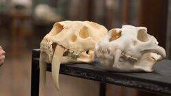 Secrets of the Sabre-Toothed Tiger Secrets of the Sabre-Toothed Tiger