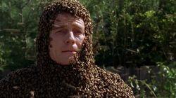 The Bots and the Bees The Bots and the Bees