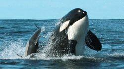 Killer Whales Killer Whales