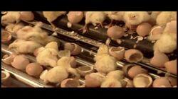 Radiators; Hatchery Chicks; Filo Pastry; Cross-Country Skis Radiators; Hatchery Chicks; Filo Pastry; Cross-Country Skis