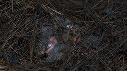 Transience Transience