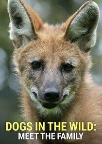Dogs in the Wild: Meet the Family Dogs in the Wild: Meet the Family