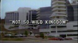 Not So Wild Kingdom Not So Wild Kingdom