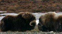Arctic Arctic