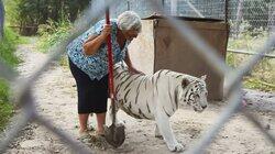 Three Big Cats and a Grandma