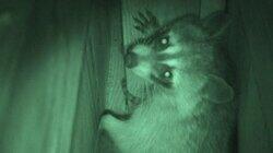 Goth Bees / Killer Coons Goth Bees / Killer Coons