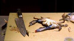 Round 1: Live Soft Shell Crab Round 1: Live Soft Shell Crab