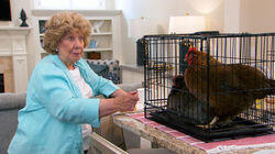 Chickening Out Chickening Out