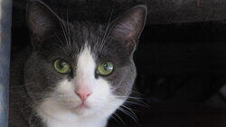 My Cat Eats Everything! My Cat Eats Everything!