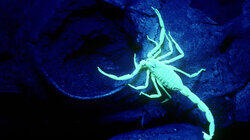 Scorpion Night Lights Scorpion Night Lights