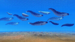 Unicorn of the Sea Unicorn of the Sea
