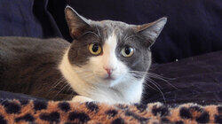 Demon Cat Demon Cat