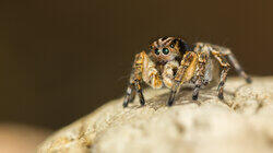 Disco Spider Disco Spider