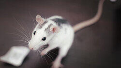 Giggling Rats Giggling Rats
