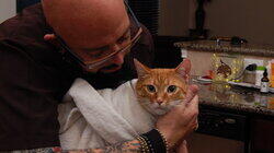 Surprise Attack Cat! Surprise Attack Cat!
